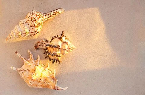 Three seashells on sunlit sand evoking beach summer calm and natural texture for Stockfoto's