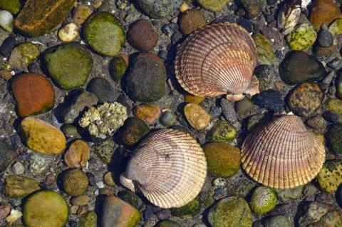 Three seashells in water Stock Photos