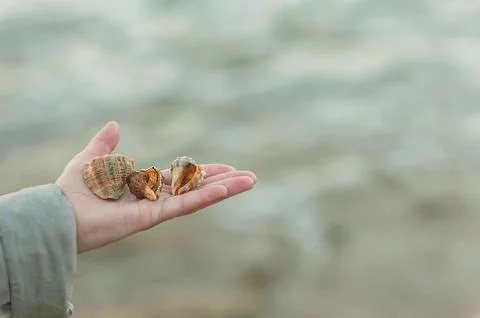 Three seashells on a woman's hand close up Stock Photos