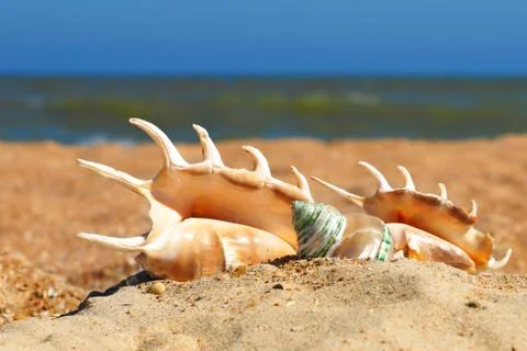 Three seashels on a beach. Stock Photos