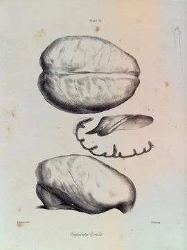Three sections of a gorilla brain. Lithograph by F. Robinson, 1865. Illustrazione stock