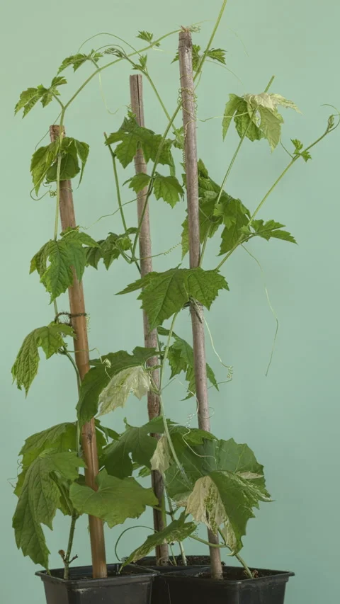 Three seedlings of bitter melon. Stock Footage 310144257