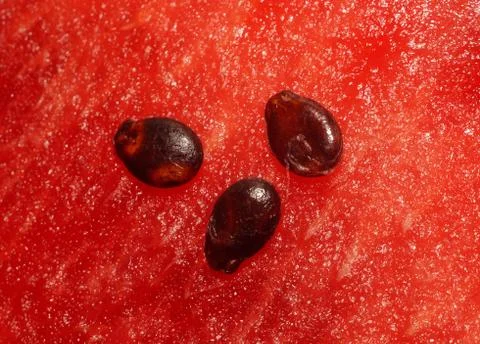 Three seeds of watermelon pulp on closeup Stock Photos