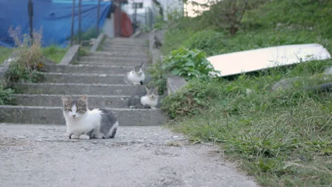 Three serious gray and white cats are sitting on a stone staircase Stock Footage 164253200