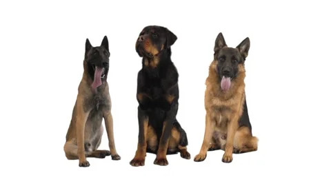 Three service dogs on a white background Stock Footage 229707813