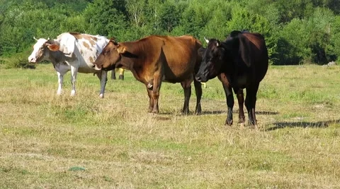 Three shades of brown cows Stock Footage 67551648