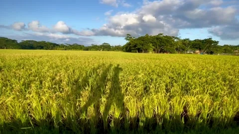 Three shadow walking in a paddy field . Stock Footage 218268165