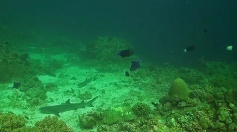 Three sharks lie in the Sandy area of a coral reef Stock Footage 41999908
