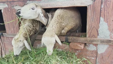 Three sheep are eating grass together Stock Footage 295164389
