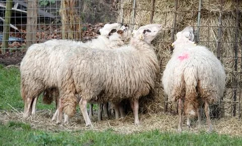 Three sheep are eating Stock Photos