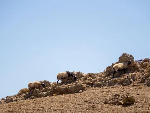 Three sheep are hiding behind rocks to protect themselves from the hot sun Stock Photos