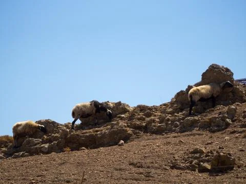 Three sheep are hiding behind rocks to protect themselves from the hot sun Stock Photos