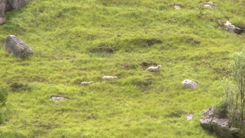 Three sheep climbing hillside in Lourdes, France Stock Footage 86758617