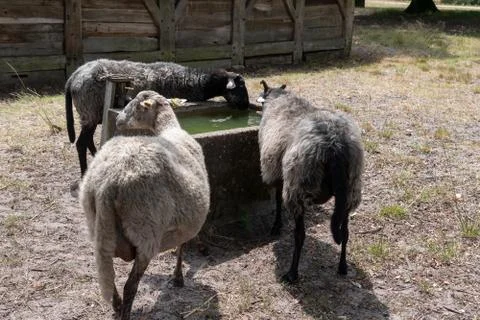 Three sheep drinking water on the farm Foto stock