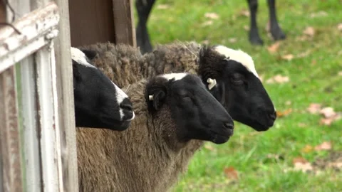 Three sheep eat. Close up Stock Footage 142348138