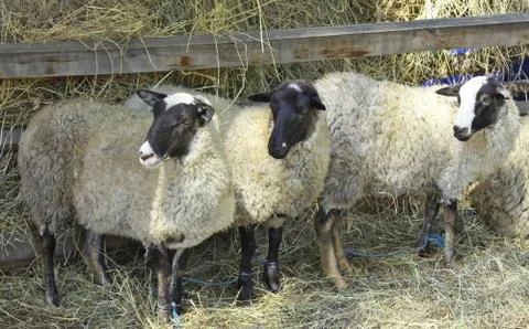 Three sheep on a farm Stock Photos