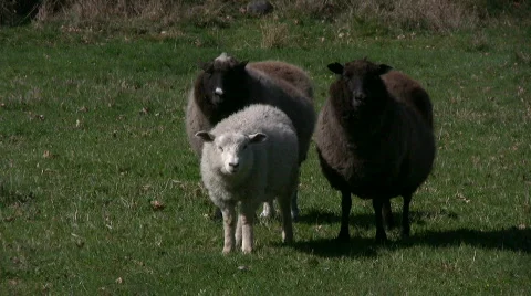Three sheep Stock Footage 399820
