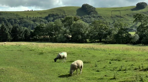Three sheep grazing in a field next to Peak District hill. Video stock 53411423
