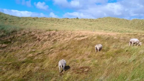 Three sheep grazing on a grassy hillside under a blue sky with fluffy clouds Stock Footage 341119697