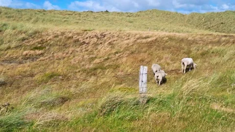 Three sheep grazing on grassy hillside with wooden fence post Stock Footage 341158030