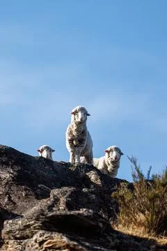 Three sheep on a hill top Stock Photos