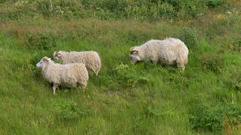 Three sheep in Iceland Stock Footage