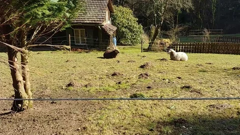 Three sheep lie down and one stands in black forest village farm Video stock 90276236