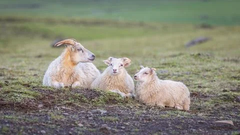 Three sheep lying in a meadow and relaxing. Stock-Fotos