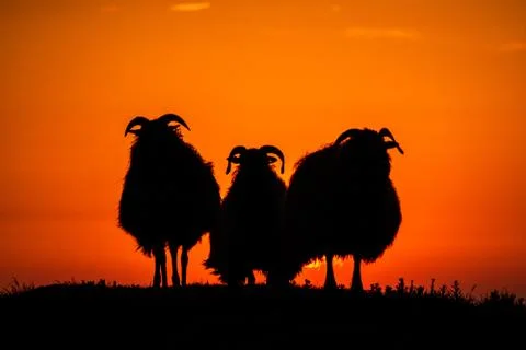 Three sheep in meadow during sunset, Helgoland, Germany, animal silhouette, b Stock Photos
