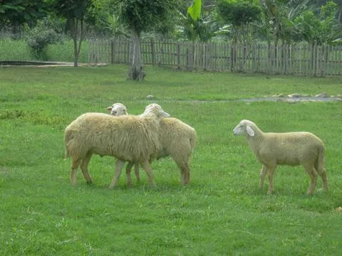 Three sheep in the meadow Stock Photos
