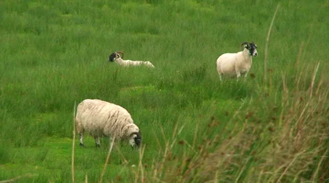 Three sheep motionless grazing Stock Footage 39654483