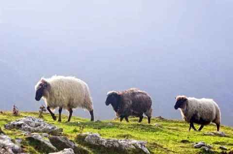 Three sheep in mountain Foto stock