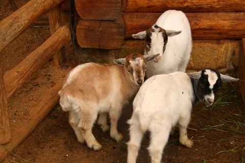 Three sheep Stock Photos