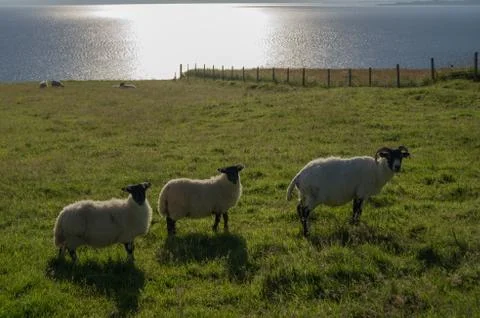 Three sheep Stock Photos
