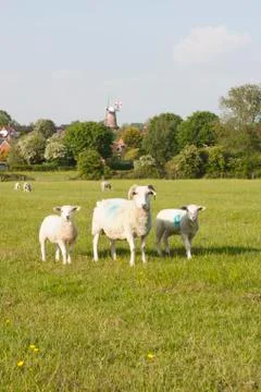 Three sheep Stock Photos
