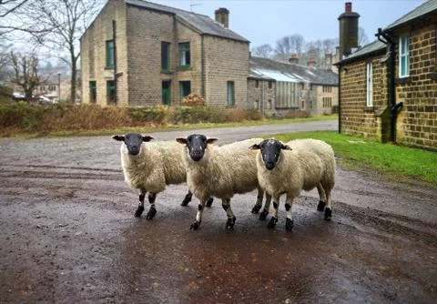 Three Sheep in a Row Stock Photos