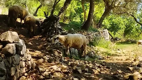 Three sheep in the shade of trees Stock Footage 199207937