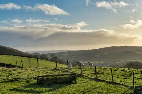 Three sheep on a sloping hillside, with a distant view beyond Stock Photos