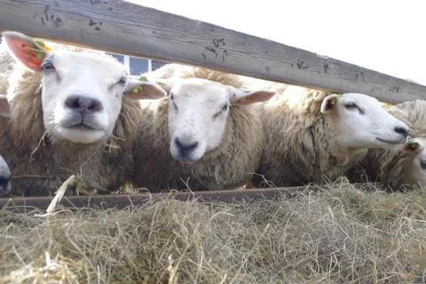 Three sheeps at farm Stock Photos