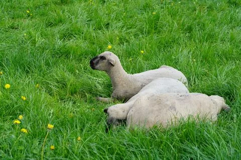 Three sheeps on the grass in spring time, Switzerland Foto stock
