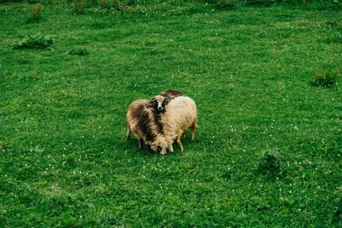 Three sheeps grazing the grass Stock Photos
