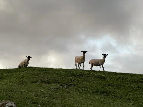 Three sheeps looking to the camera, standing on top of a hill Stock Photos