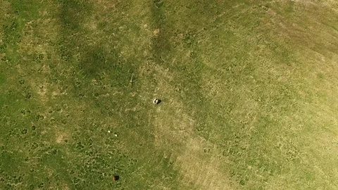 Three sheeps walking on a grass field filmed with drone in Iceland (4k footage) Stock Footage 88939180