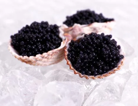 Three shell with black caviar on ice Stock Photos