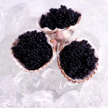 Three shell with black caviar on ice Stock Photos