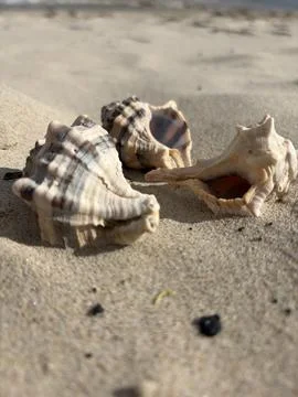 Three Shells and One Memory Stock Photos