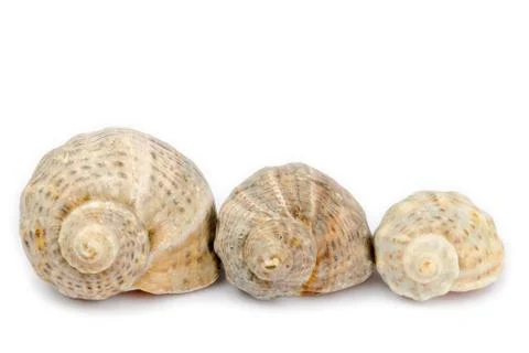 Three shells arranged horizontally on a white background Stock Photos