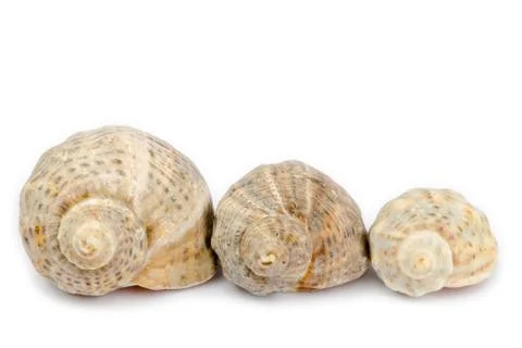 Three shells arranged horizontally on a white background Stock Photos