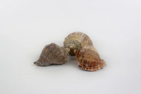 Three shells face to face isolated on white background Stock Photos