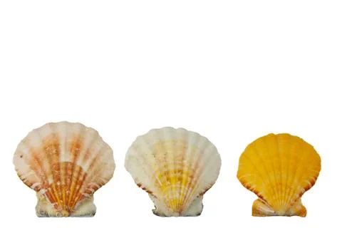 Three shells Stock Photos